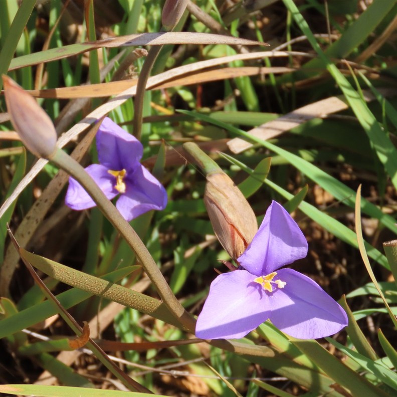 Purple Flag