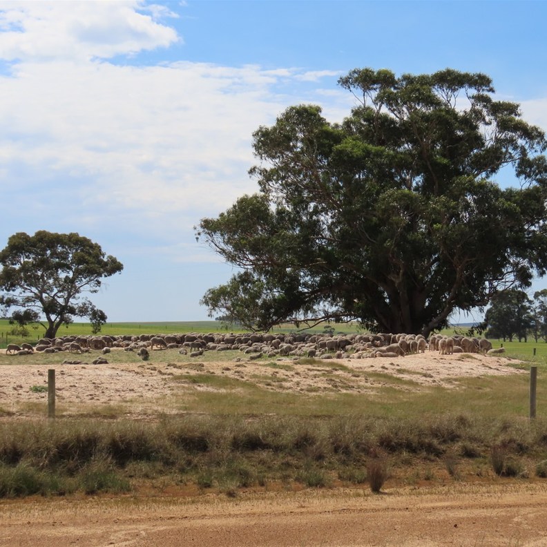 Sheep Gathering at the beginning of the track