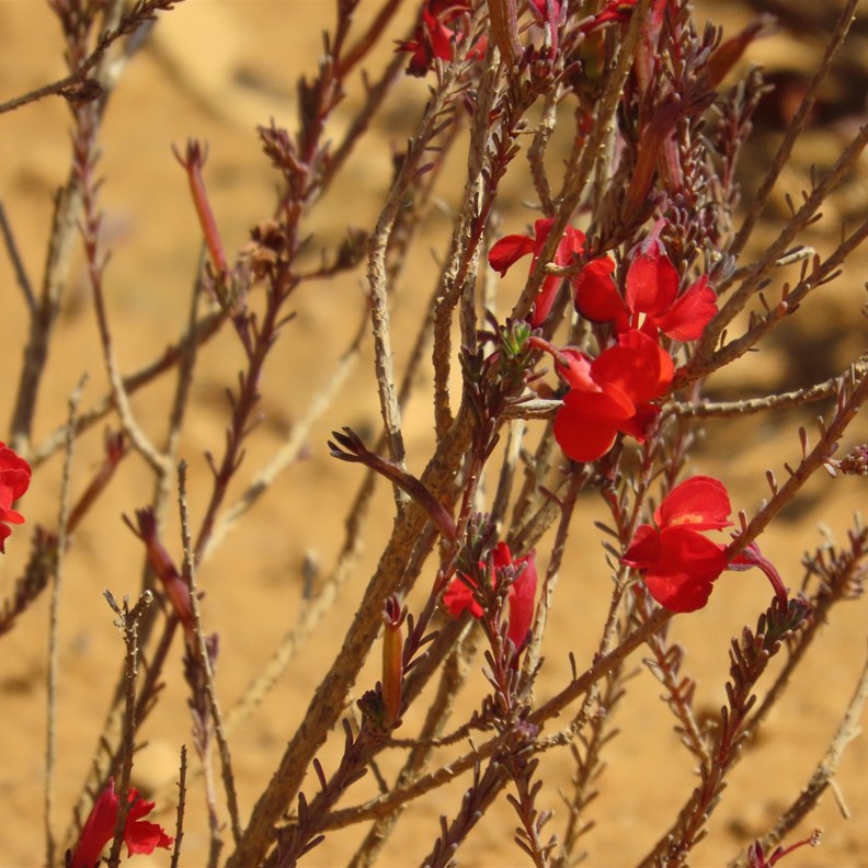 Red Leschenaultia
