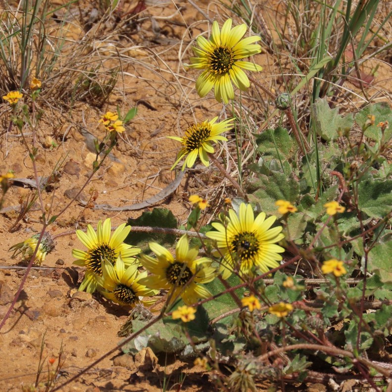 native daisy