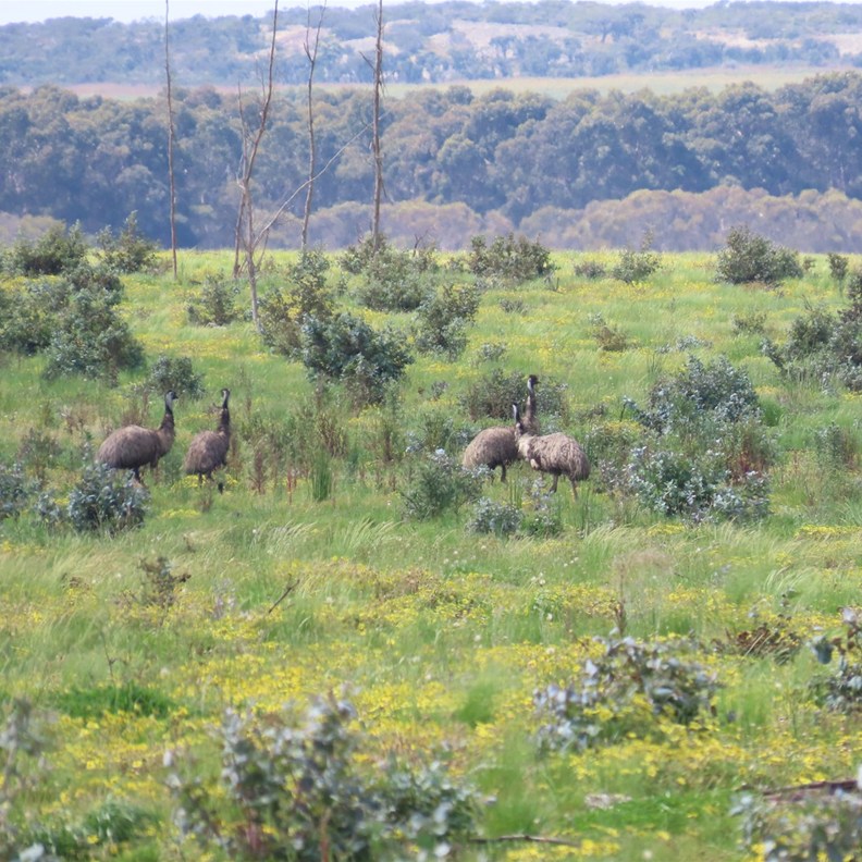 Emus