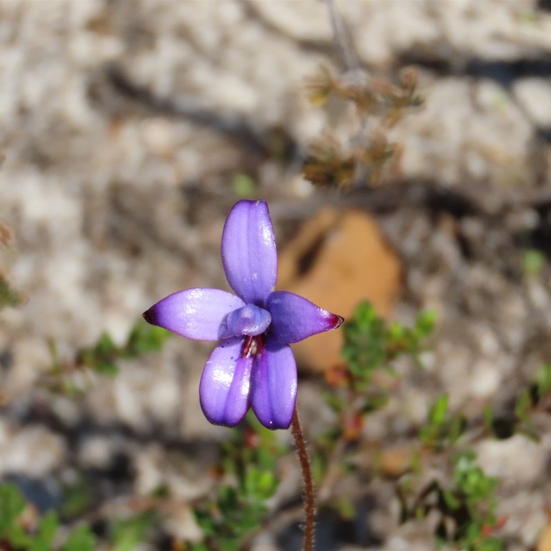 Sun Orchid