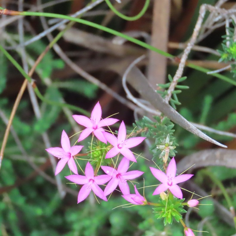 pink star-flower
