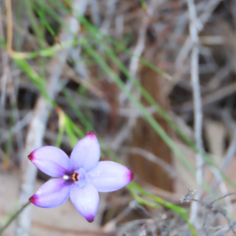 Fringe Lily