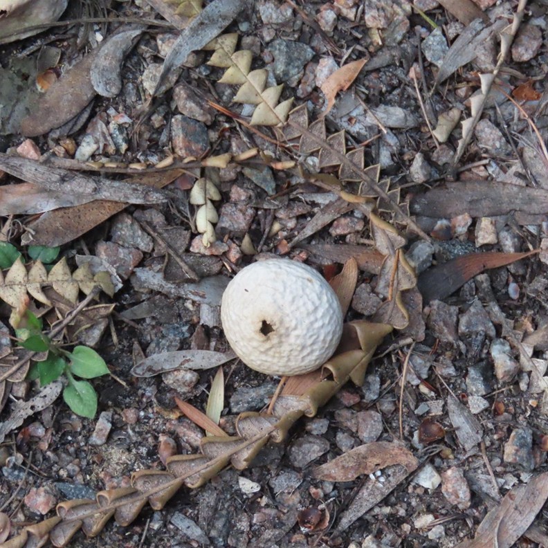 woody fruit/nut from a Banksia