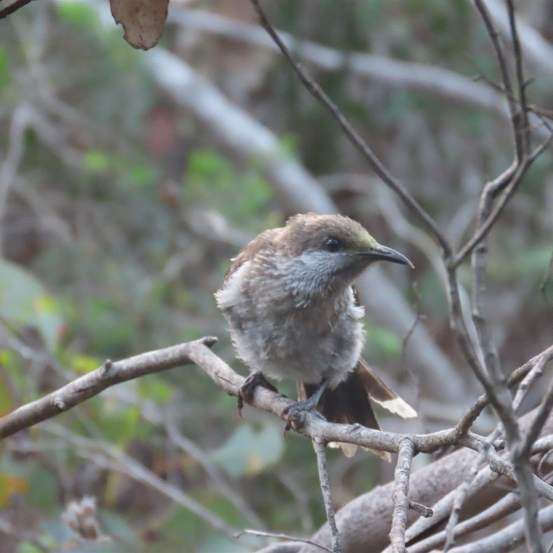 Honeyeater