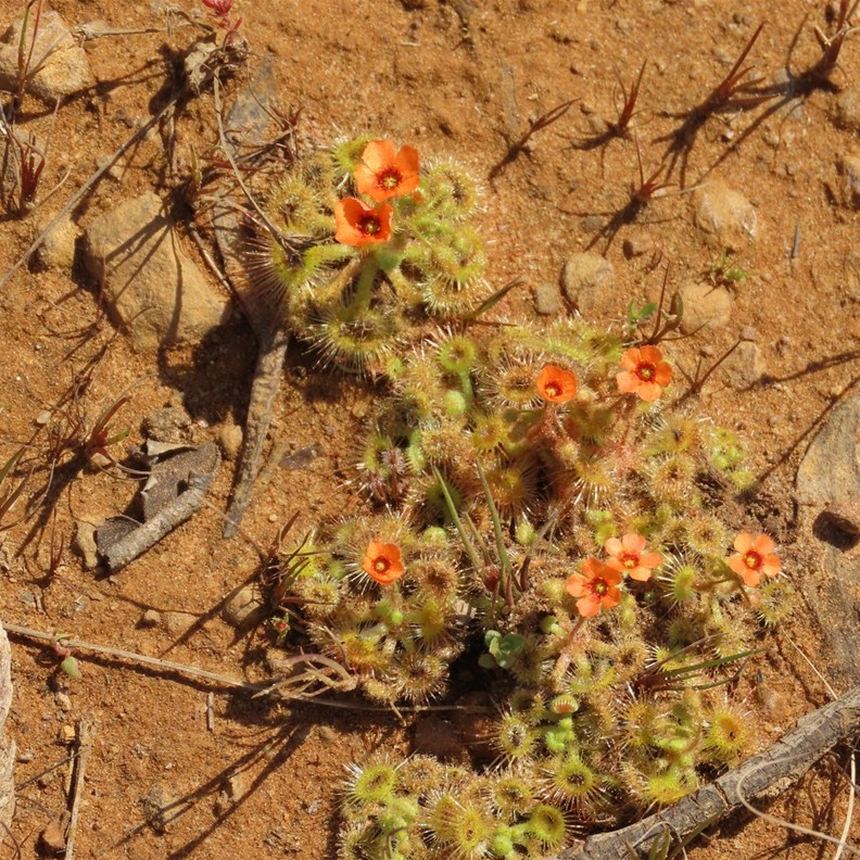 Sundew