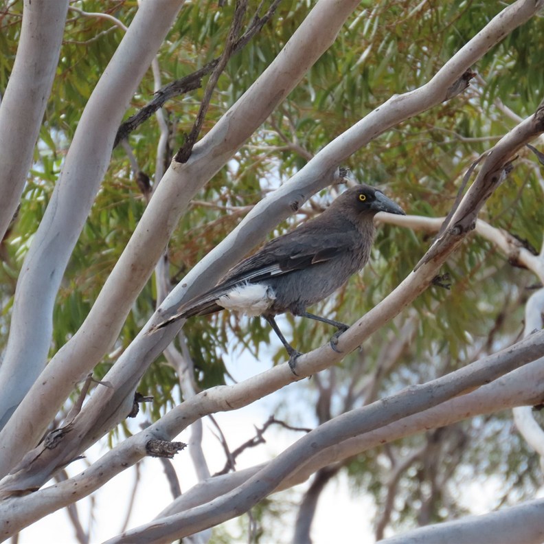 Grey Currawong