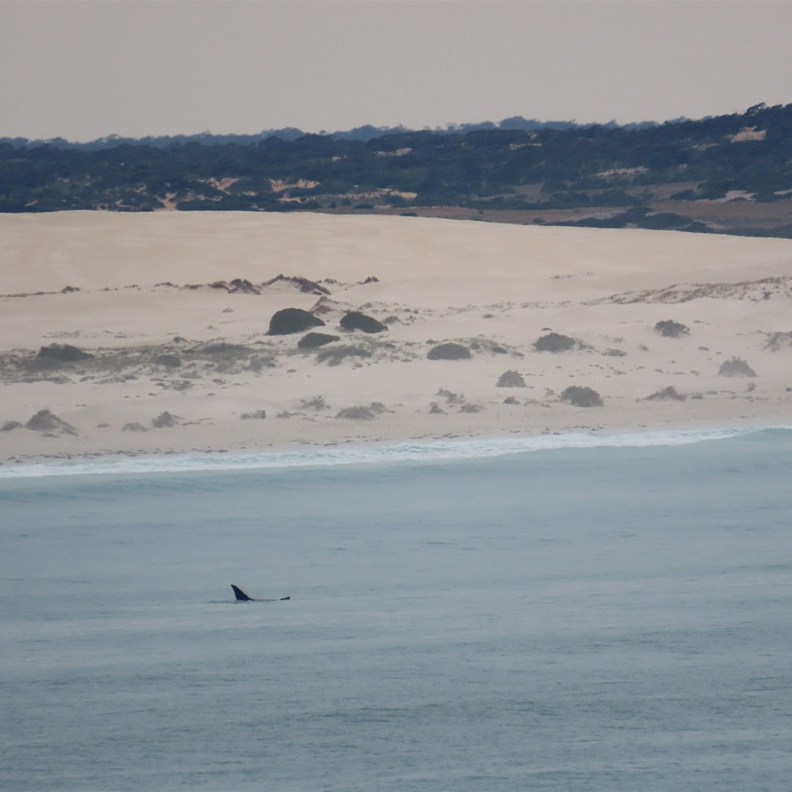 Whales