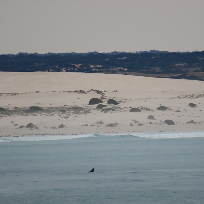 Whales 2