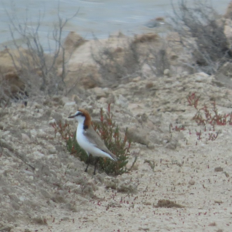 Red-capped Plover