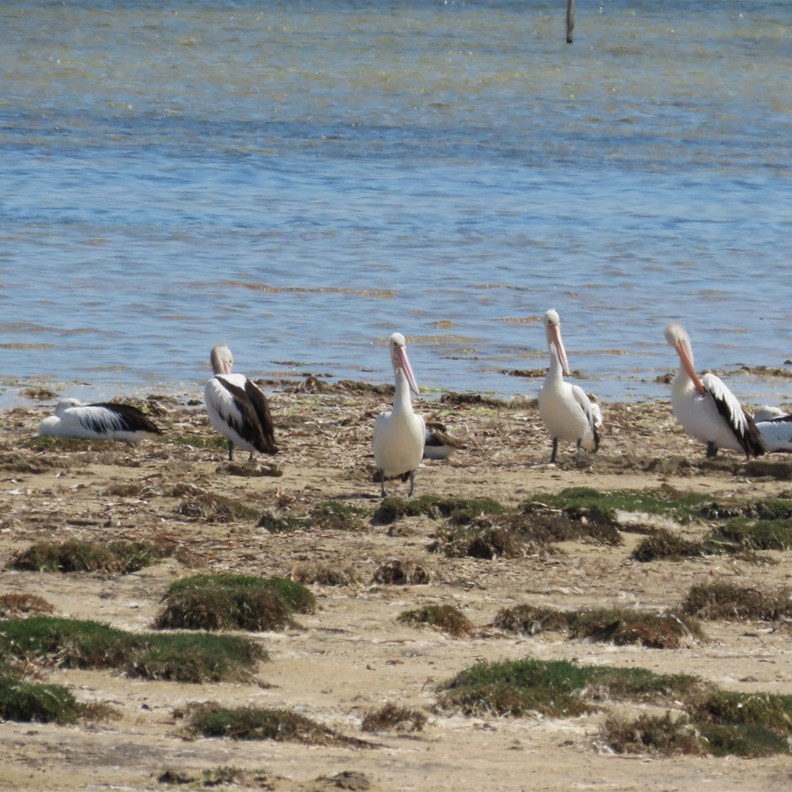 Pelicans