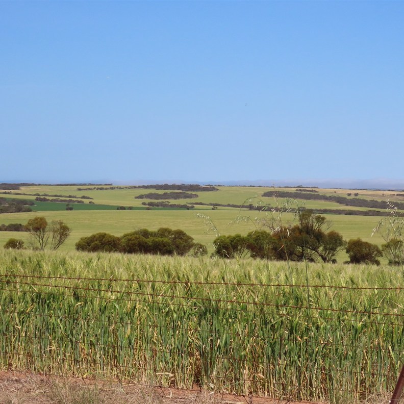Streaky Bay 2