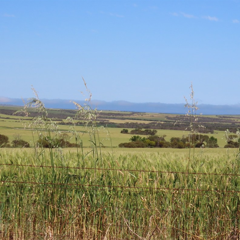 Streaky Bay 3