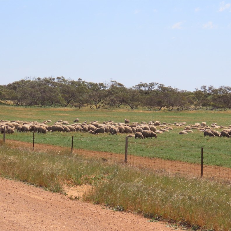 Streaky Bay 7