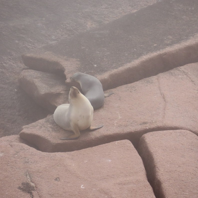 Sea Lions