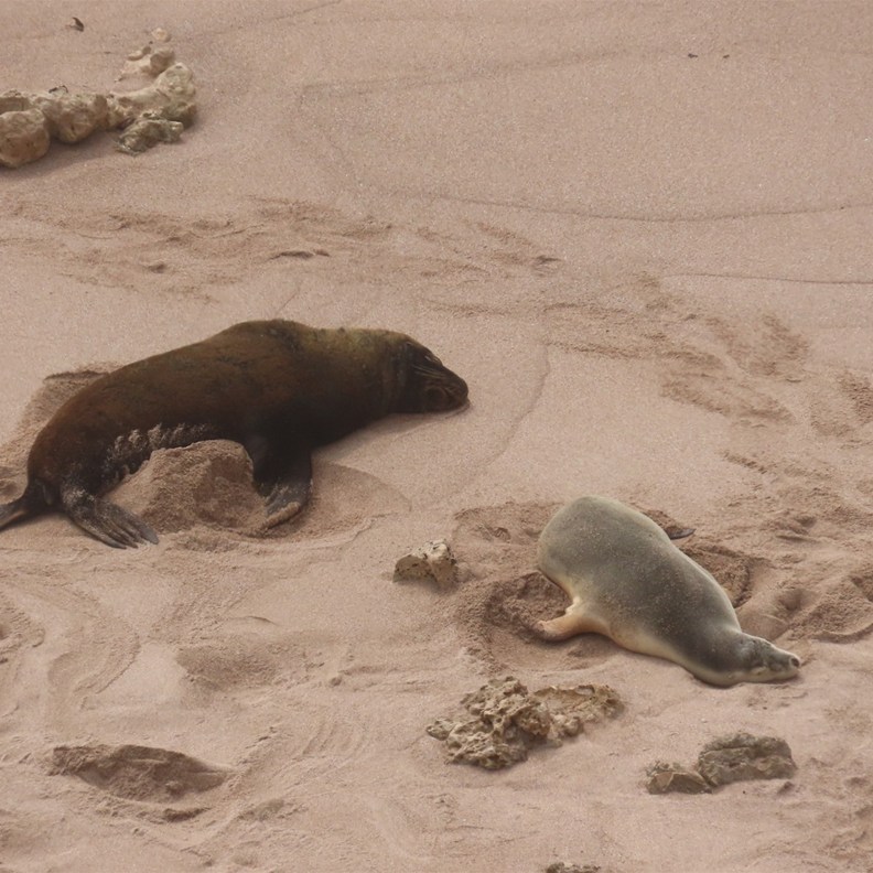 Sea Lion version of snow angles