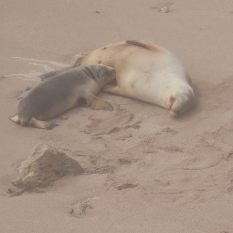 Pup feeding with mum