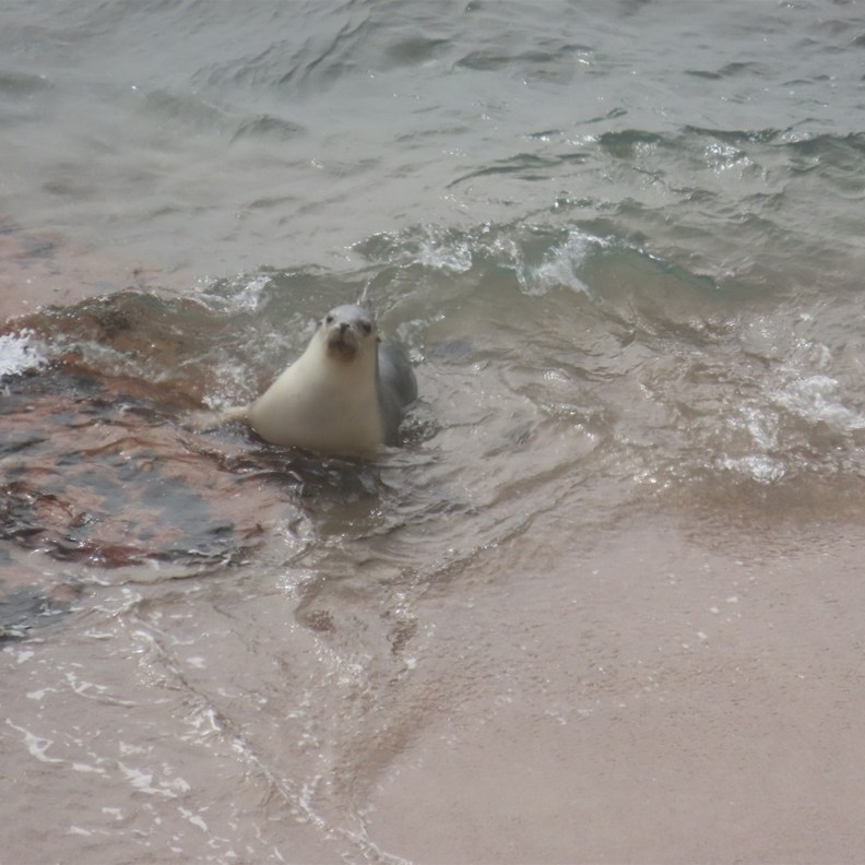 Coming Ashore