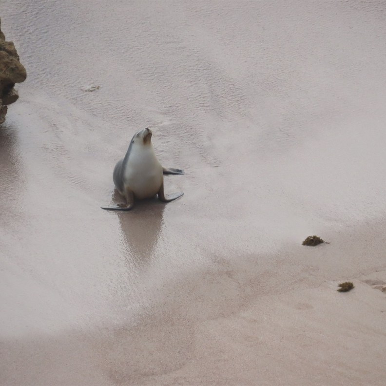 Sea Lion 2