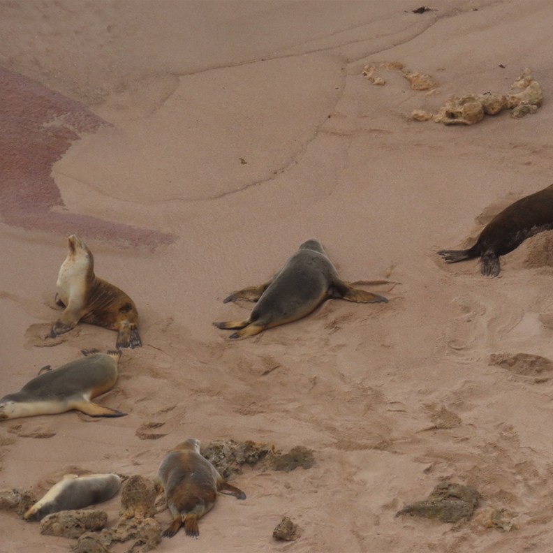 Sea Lions