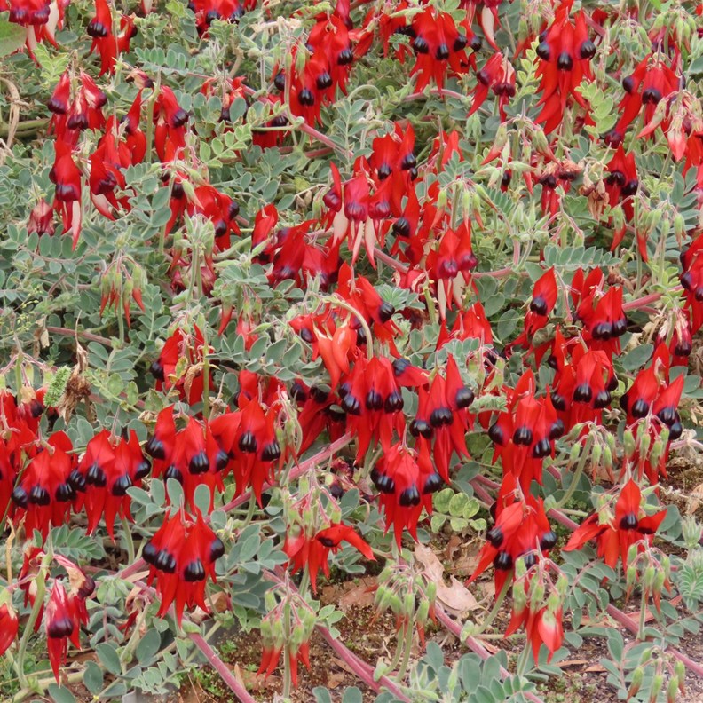 Sturt's Desert Peas