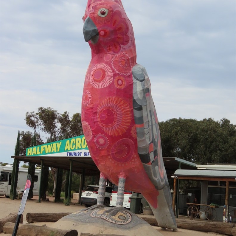 The Big Galah