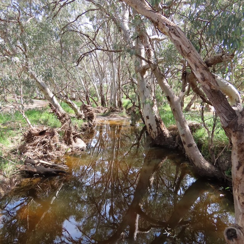 Wirrabara Park 5