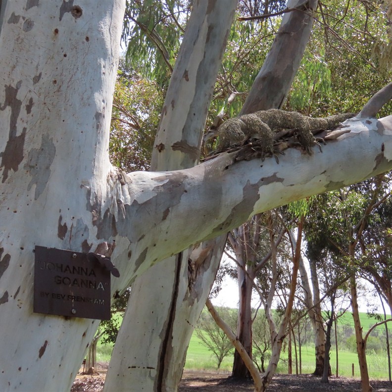 Wirrabara Park 6