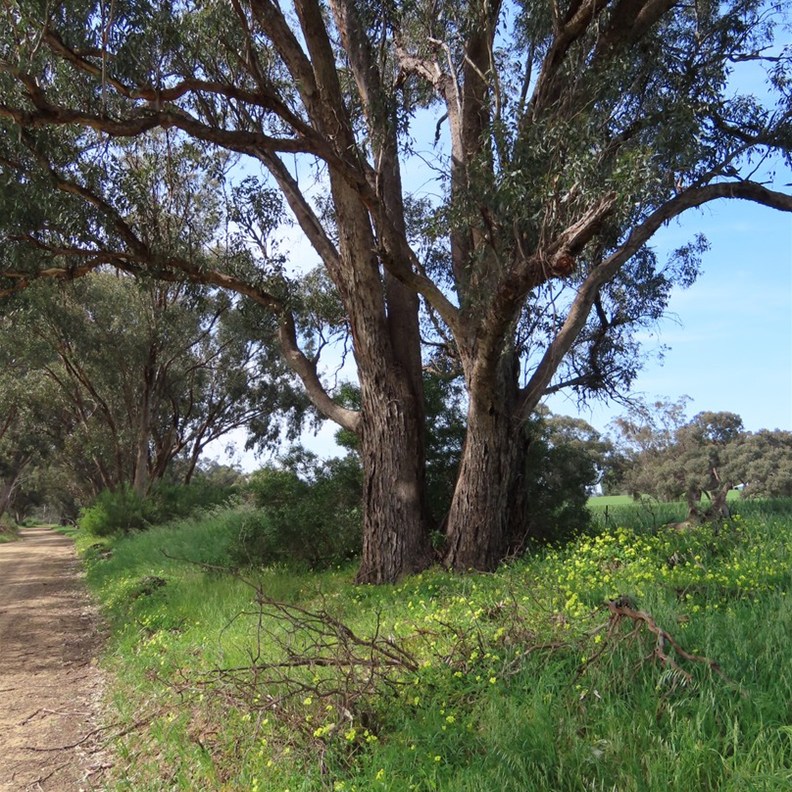 Road to King Tree Paddock