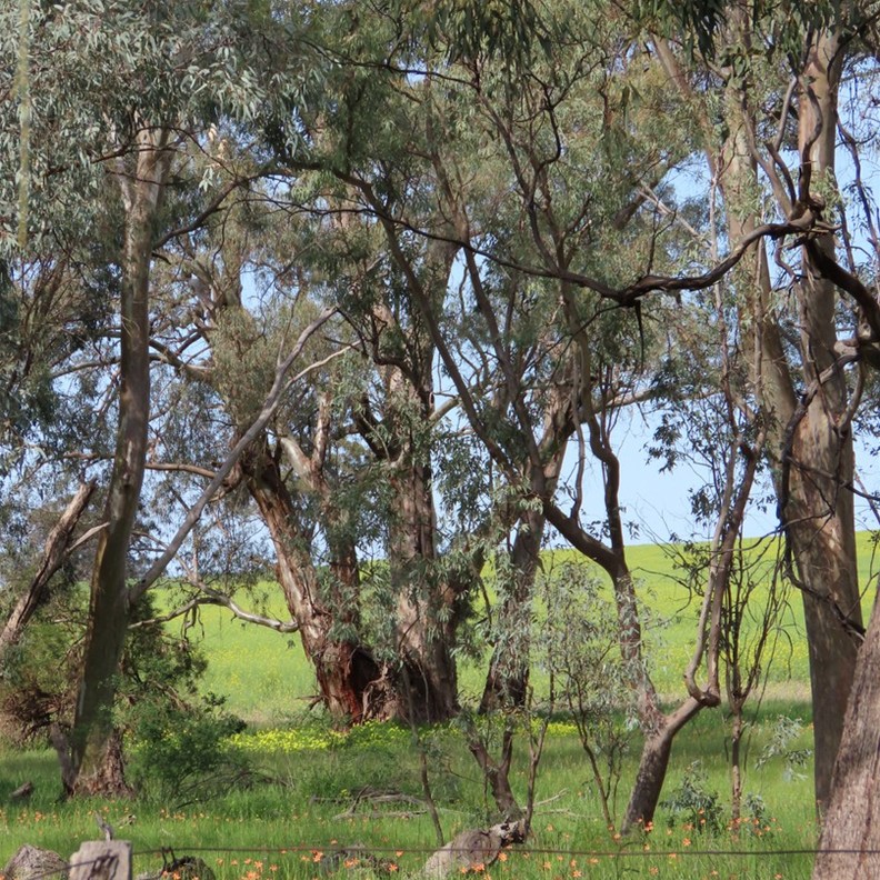 King Tree Paddock
