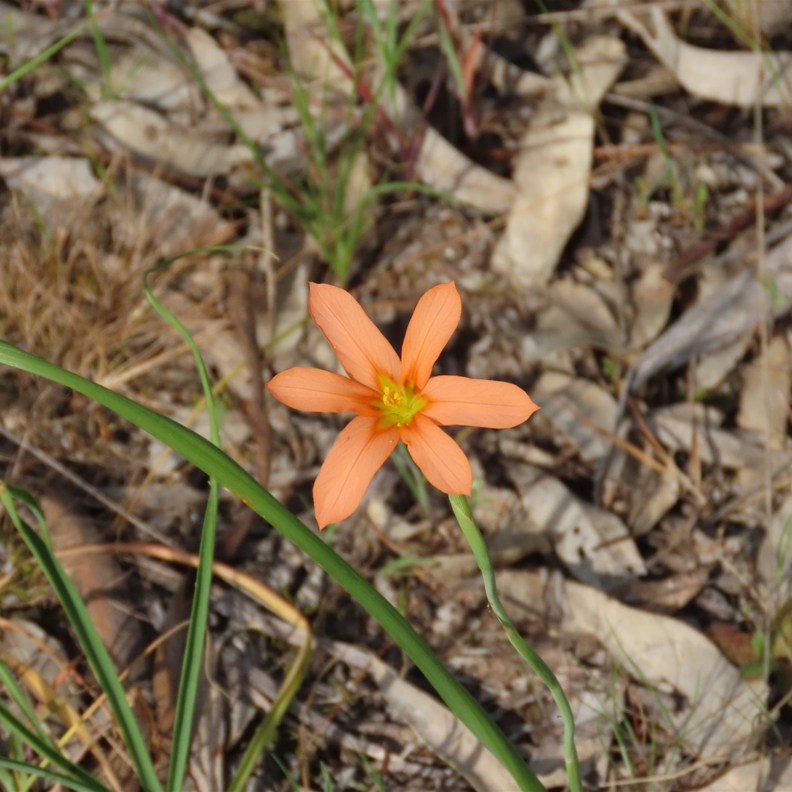 One-leaf Cape Tulip