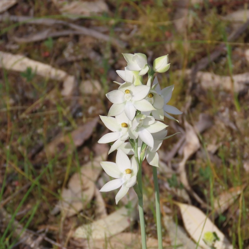 Sun Orchid