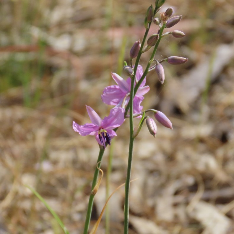 Fringe Lily