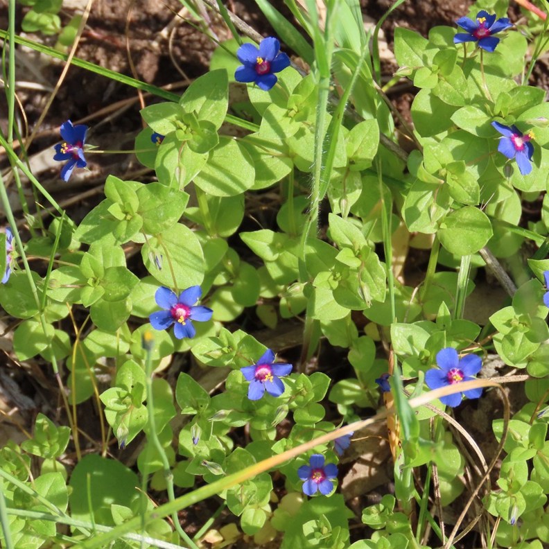 Blue Pimpernel