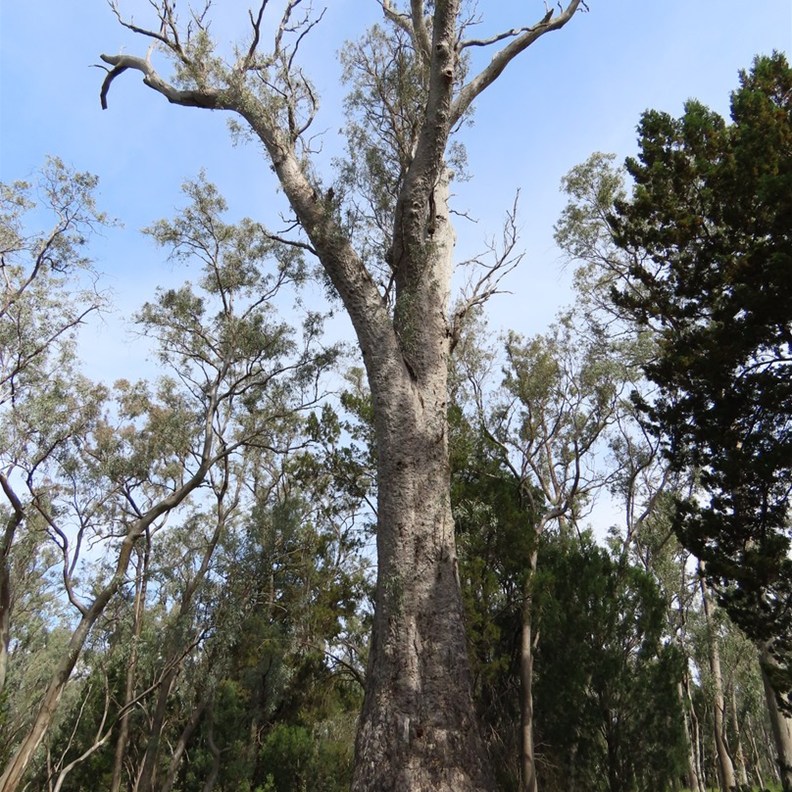 King Tree