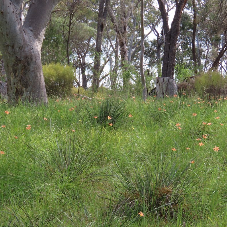 King Tree Paddock