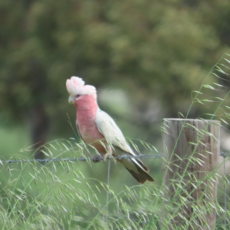 Galah