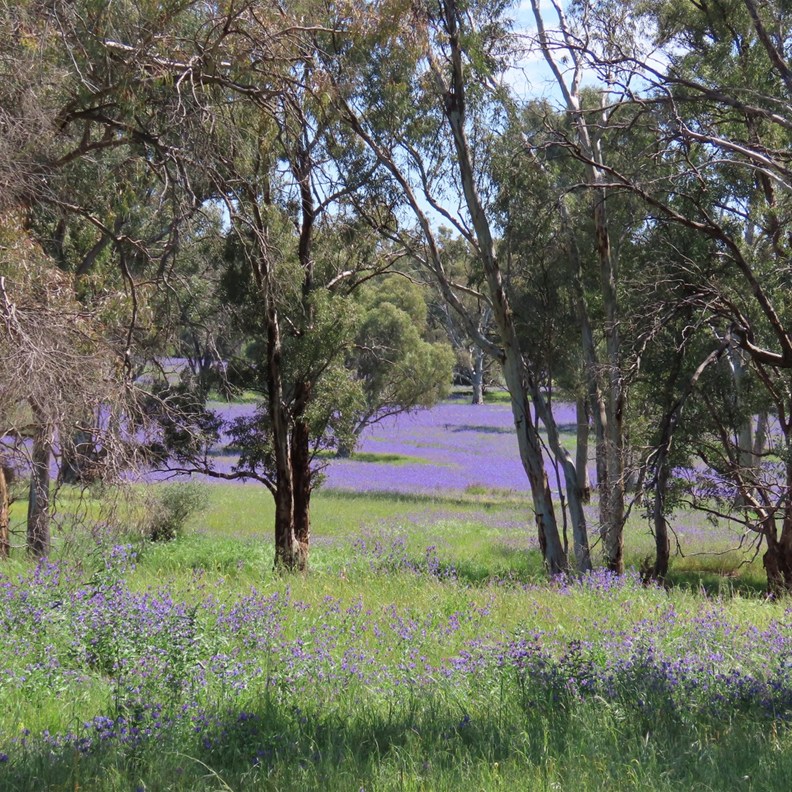 Beautiful Countryside