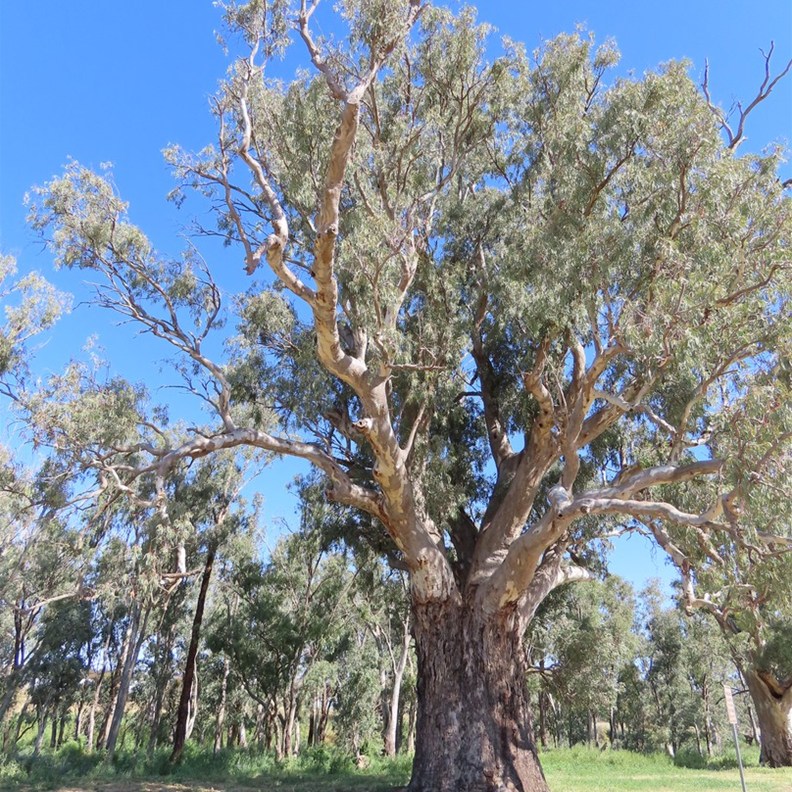 Giant Red River Gum