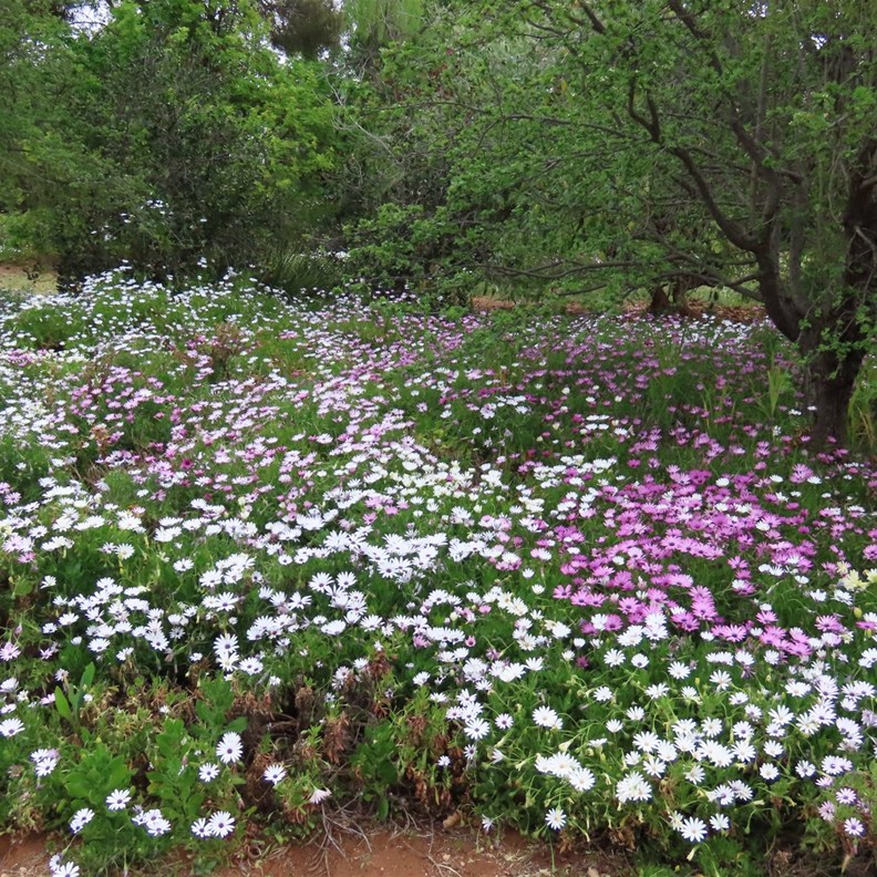 Botanic Gardens 2