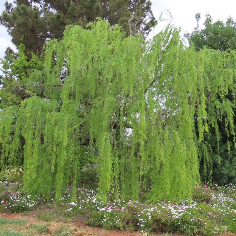 Botanic Gardens 3