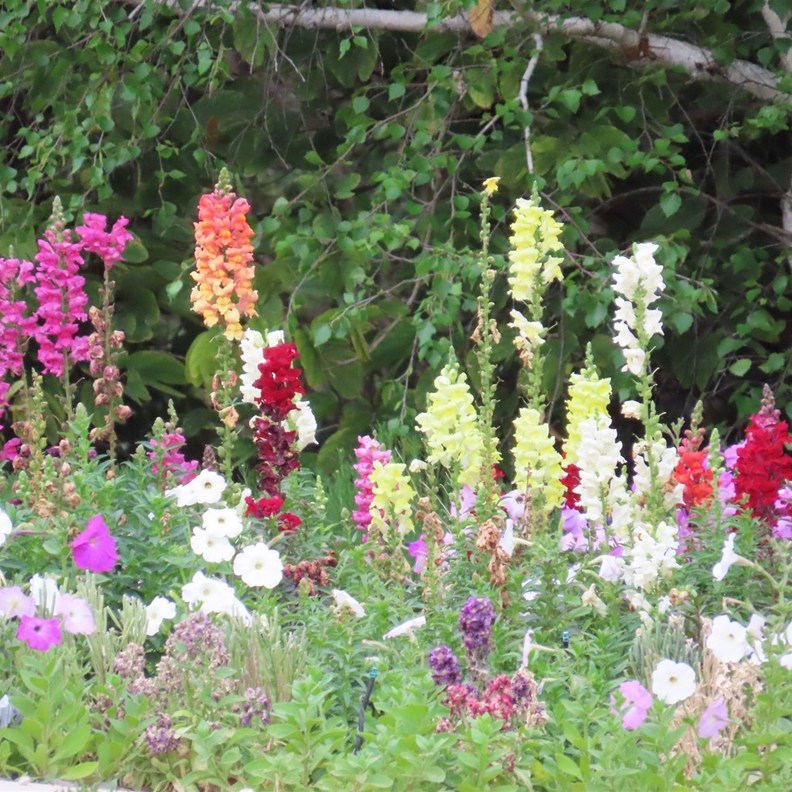 Botanic Gardens 6