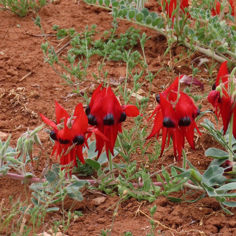 Sturt Desert Peas