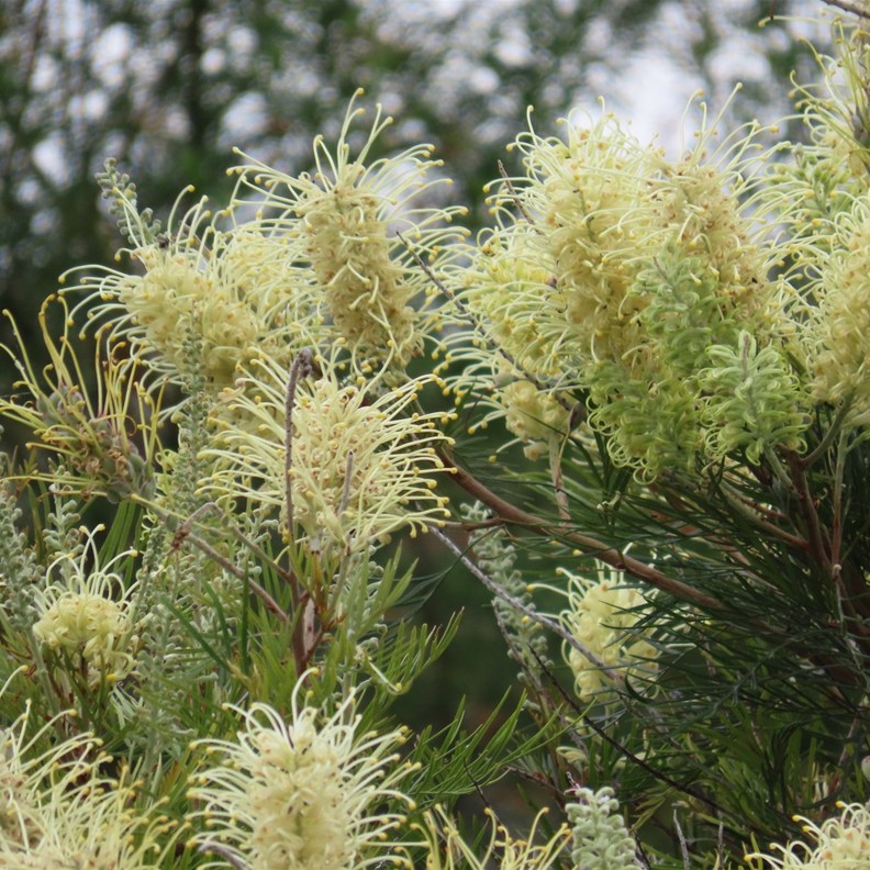 Toothbrush Grevillea