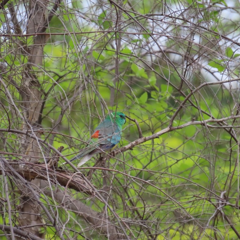 Red-rumped Parrot