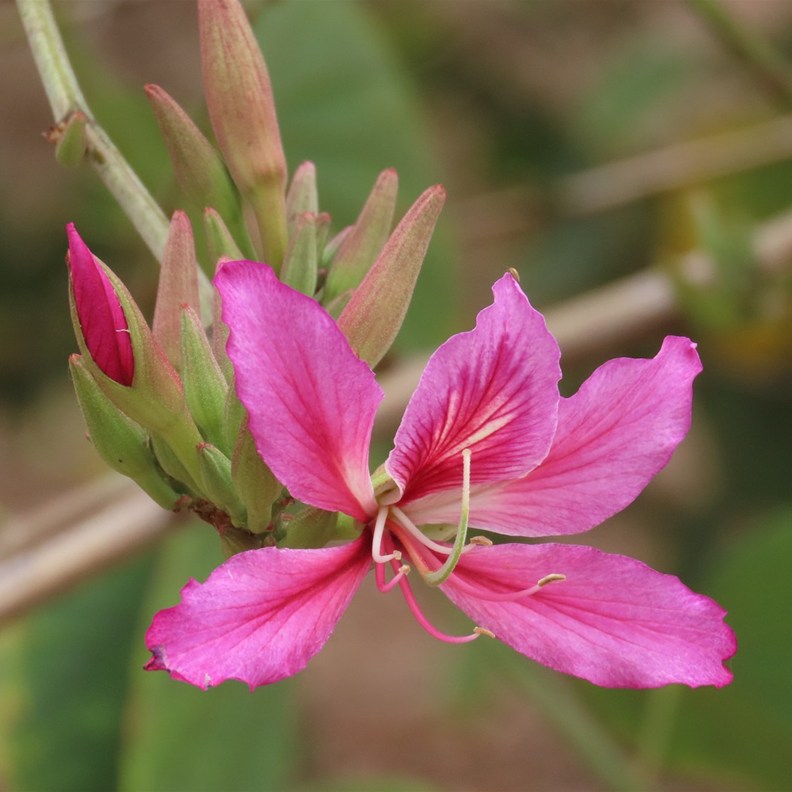 Bauhinia
