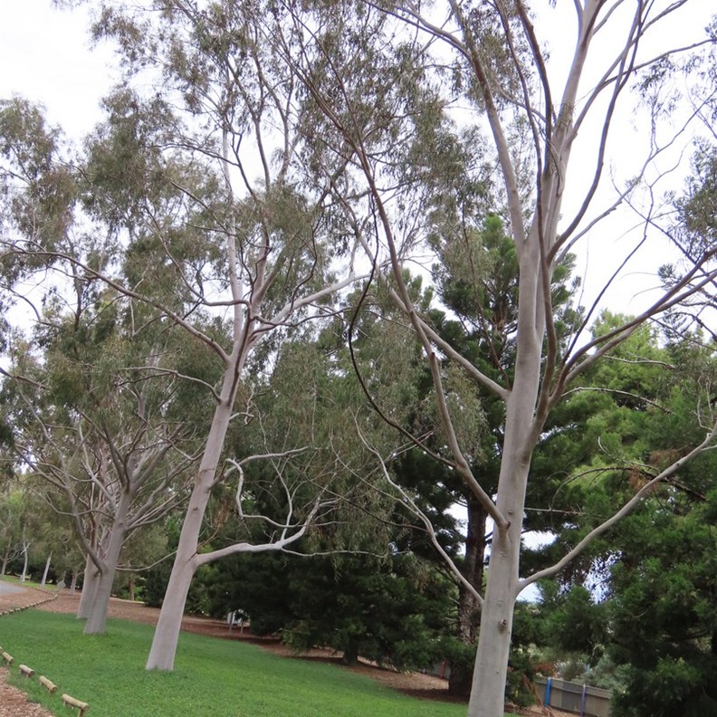 Salmon Gums