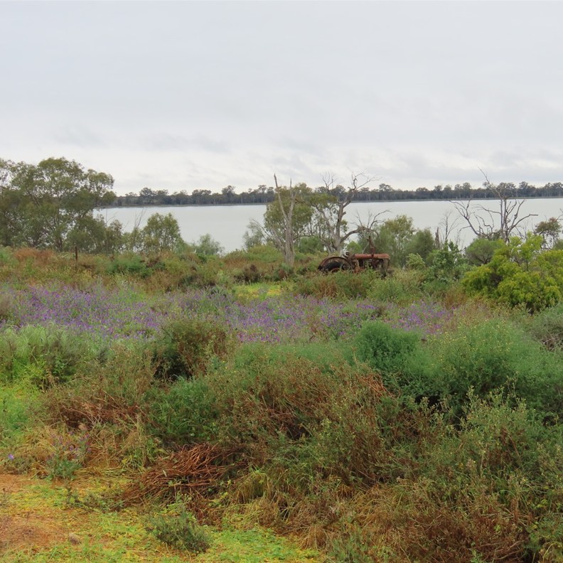Yanga Lake