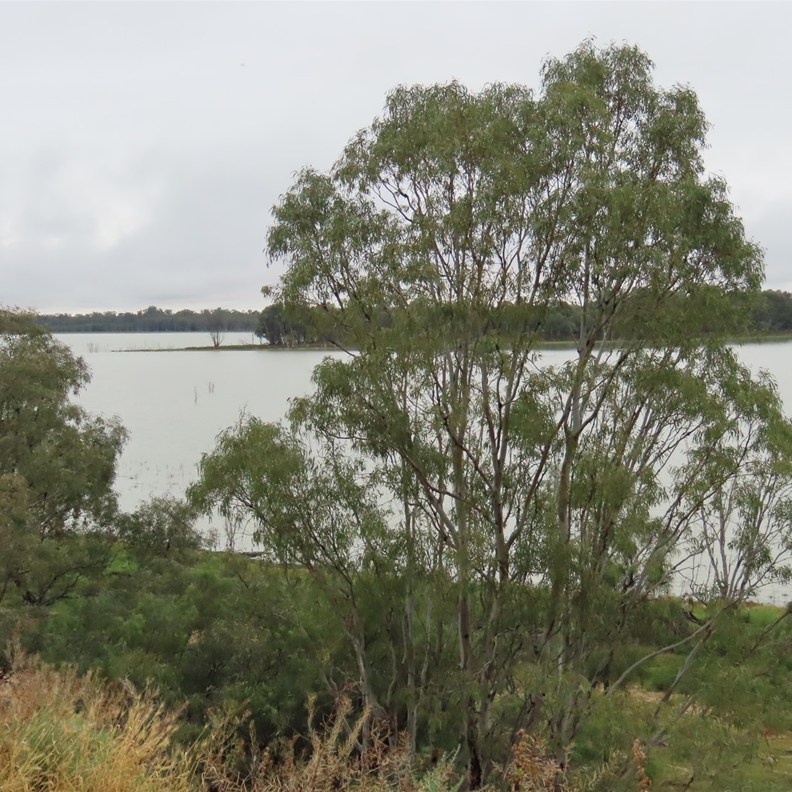 Yanga Lake 2